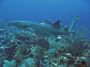 AmbergrisCaye05 - 012 * Nurse Shark